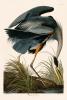 211 Great Blue Heron